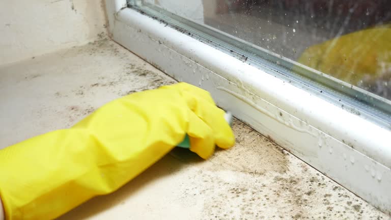 Trusted Floral City, FL Mold Removal Experts